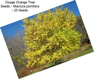 Osage Orange Tree Seeds - Maclura pomifera - 25 Seeds