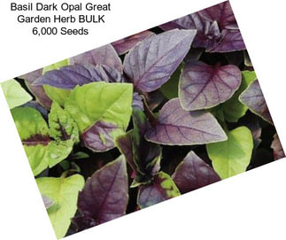 Basil Dark Opal Great Garden Herb BULK 6,000 Seeds