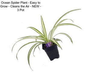 Ocean Spider Plant - Easy to Grow - Cleans the Air - NEW - 3\