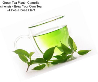 Green Tea Plant - Camellia sinensis - Brew Your Own Tea - 4\