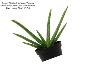 Delray Plants Aloe Vera, Tropical Decor Succulent, Low Maintenance Live House Plant, 4” Pot