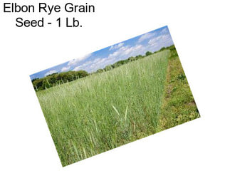 Elbon Rye Grain Seed - 1 Lb.