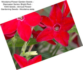 Nicotaina Flower Garden Seeds - Starmaker Series: Bright Red - 1000 Seeds - Annual Flower Gardening Seeds - Nicotaina alata