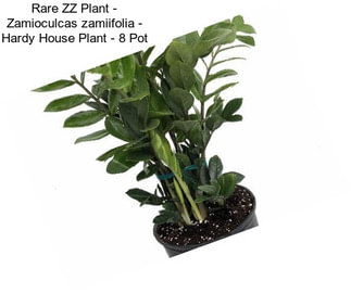 Rare ZZ Plant - Zamioculcas zamiifolia - Hardy House Plant - 8\