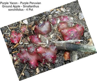 Purple Yacon - Purple Peruvian Ground Apple - Smallanthus sonchifolius - 4\