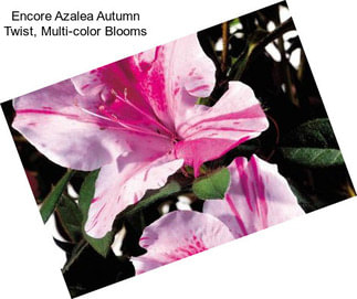 Encore Azalea Autumn Twist, Multi-color Blooms