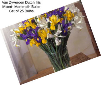 Van Zyverden Dutch Iris Mixed- Mammoth Bulbs Set of 25 Bulbs