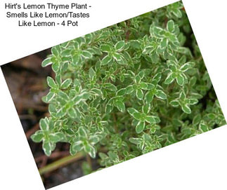 Hirt\'s Lemon Thyme Plant - Smells Like Lemon/Tastes Like Lemon - 4\