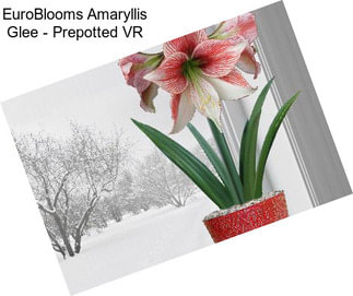 EuroBlooms Amaryllis Glee - Prepotted VR