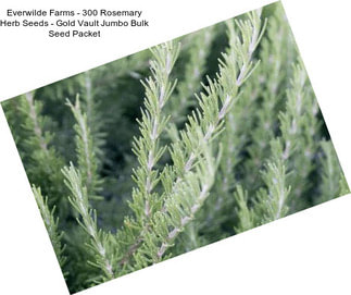 Everwilde Farms - 300 Rosemary Herb Seeds - Gold Vault Jumbo Bulk Seed Packet