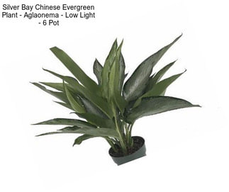 Silver Bay Chinese Evergreen Plant - Aglaonema - Low Light - 6\