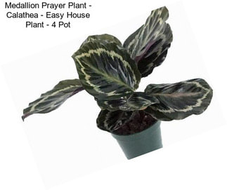 Medallion Prayer Plant - Calathea - Easy House Plant - 4\