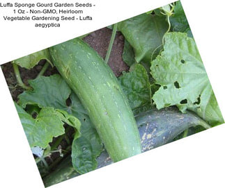 Luffa Sponge Gourd Garden Seeds - 1 Oz - Non-GMO, Heirloom Vegetable Gardening Seed - Luffa aegyptica