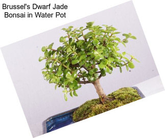 Brussel\'s Dwarf Jade Bonsai in Water Pot