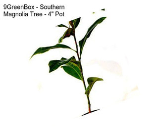 9GreenBox - Southern Magnolia Tree - 4\'\' Pot