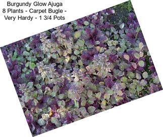 Burgundy Glow Ajuga 8 Plants - Carpet Bugle - Very Hardy - 1 3/4\