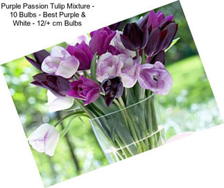 Purple Passion Tulip Mixture - 10 Bulbs - Best Purple & White - 12/+ cm Bulbs