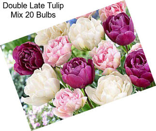 Double Late Tulip Mix 20 Bulbs