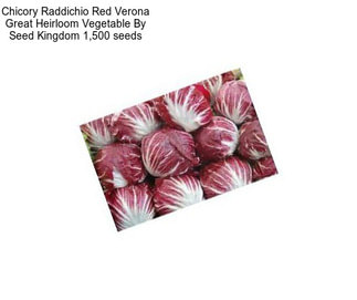 Chicory Raddichio Red Verona Great Heirloom Vegetable By Seed Kingdom 1,500 seeds
