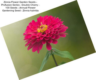 Zinnia Flower Garden Seeds - Profusion Series - Double Cherry - 100 Seeds - Annual Flower Gardening Seed - Zinnia hybrida