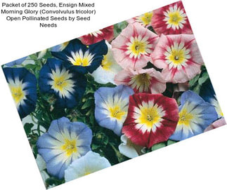 Packet of 250 Seeds, Ensign Mixed Morning Glory (Convolvulus tricolor) Open Pollinated Seeds by Seed Needs