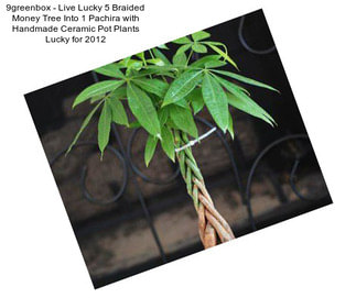 9greenbox - Live Lucky 5 Braided Money Tree Into 1 Pachira with Handmade Ceramic Pot Plants Lucky for 2012