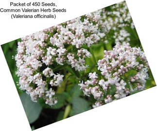 Packet of 450 Seeds, Common Valerian Herb Seeds (Valeriana officinalis)