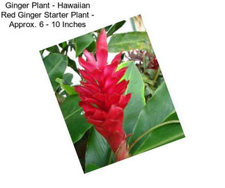 Ginger Plant - Hawaiian Red Ginger Starter Plant - Approx. 6 - 10 Inches