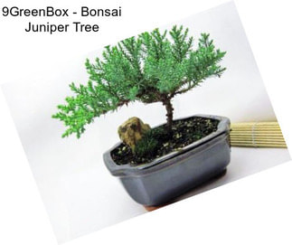 9GreenBox - Bonsai Juniper Tree