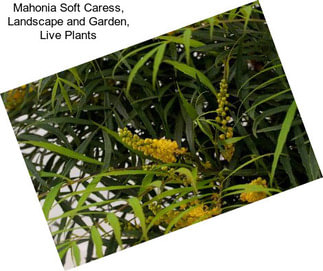 Mahonia Soft Caress, Landscape and Garden, Live Plants