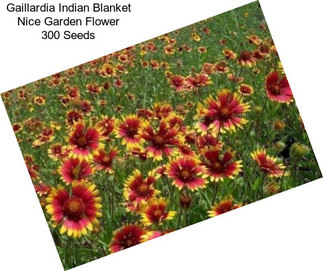 Gaillardia Indian Blanket Nice Garden Flower 300 Seeds