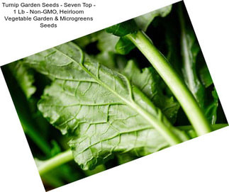 Turnip Garden Seeds - Seven Top - 1 Lb - Non-GMO, Heirloom Vegetable Garden & Microgreens Seeds