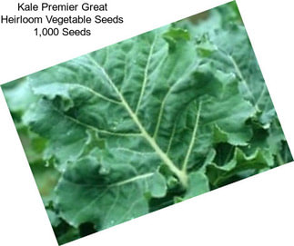 Kale Premier Great Heirloom Vegetable Seeds 1,000 Seeds