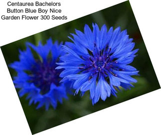 Centaurea Bachelors Button Blue Boy Nice Garden Flower 300 Seeds