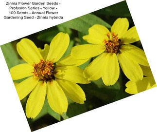 Zinnia Flower Garden Seeds - Profusion Series - Yellow - 100 Seeds - Annual Flower Gardening Seed - Zinnia hybrida