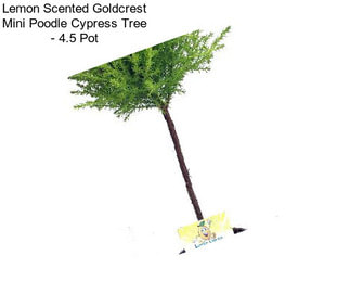 Lemon Scented Goldcrest Mini Poodle Cypress Tree - 4.5\