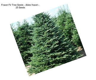 Fraser Fir Tree Seeds - Abies fraseri - 25 Seeds