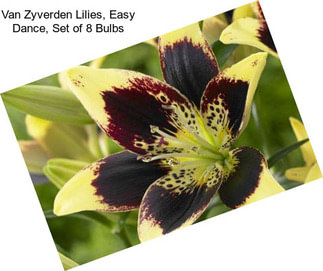 Van Zyverden Lilies, Easy Dance, Set of 8 Bulbs