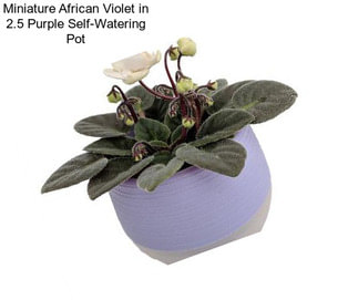 Miniature African Violet in 2.5\