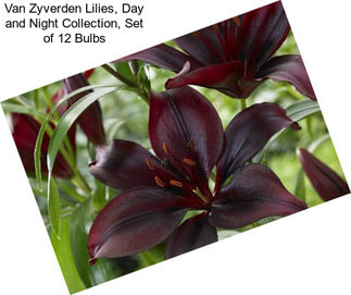 Van Zyverden Lilies, Day and Night Collection, Set of 12 Bulbs