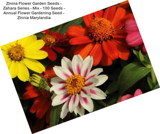 Zinnia Flower Garden Seeds - Zahara Series - Mix - 100 Seeds - Annual Flower Gardening Seed - Zinnia Marylandia