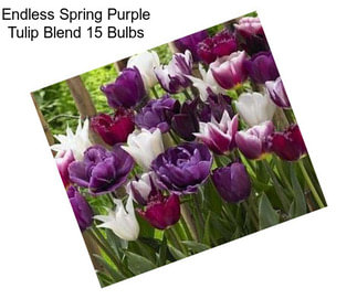 Endless Spring Purple Tulip Blend 15 Bulbs