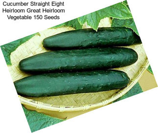 Cucumber Straight Eight Heirloom Great Heirloom Vegetable 150 Seeds