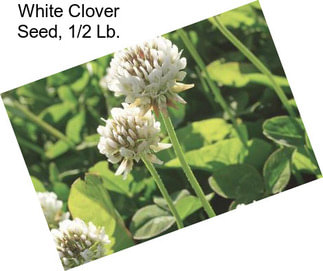 White Clover Seed, 1/2 Lb.