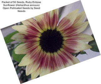 Packet of 50 Seeds, Ruby Eclipse Sunflower (Helianthus annuus) Open Pollinated Seeds by Seed Needs