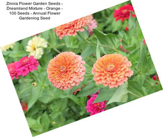 Zinnia Flower Garden Seeds - Dreamland Mixture - Orange - 100 Seeds - Annual Flower Gardening Seed