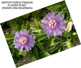 MAYPOP PURPLE PASSION FLOWER PLANT (PASSIFLORA INCARNATA)