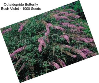 Outsidepride Butterfly Bush Violet - 1000 Seeds