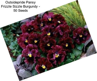 Outsidepride Pansy Frizzle Sizzle Burgundy - 50 Seeds