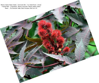 Ricinus (Castor Bean) Seeds - Communis Mix - 4 oz Seed Pouch - Annual Tropical Plant - Ornamental - Ricinus communis, Ricinus Seeds (Castor Bean) .., By Mountain Valley Seed Company Ship from US